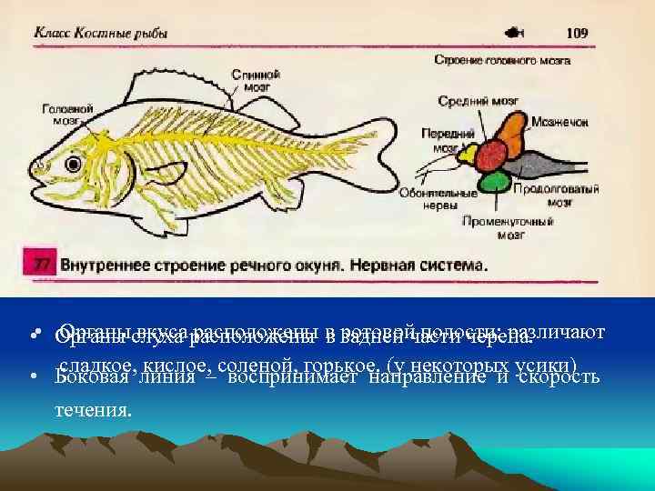 Позвоночные рыбы примеры