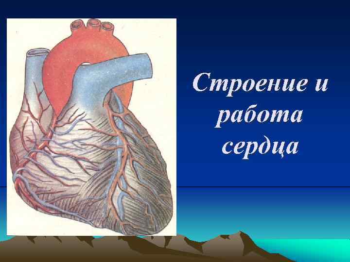Строение и работа сердца 