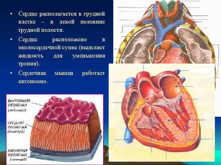 Сердце находится