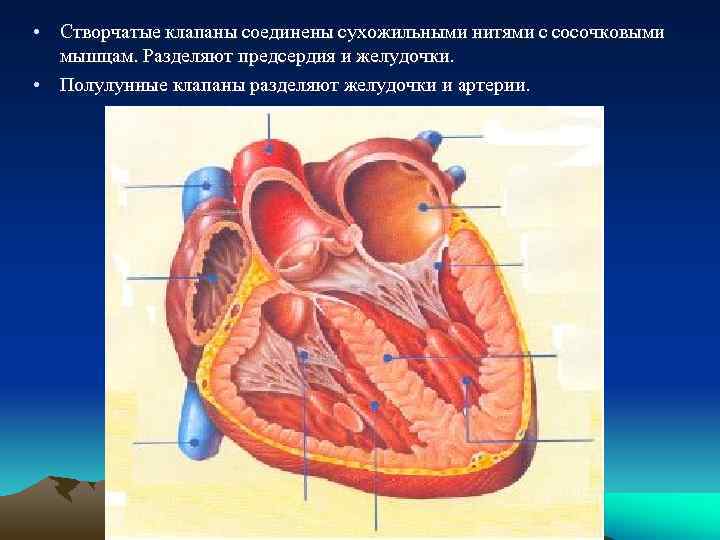  • Створчатые клапаны соединены сухожильными нитями с сосочковыми мышцам. Разделяют предсердия и желудочки.