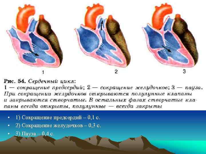  • • • 1) Сокращение предсердий – 0, 1 с. 2) Сокращение желудочков