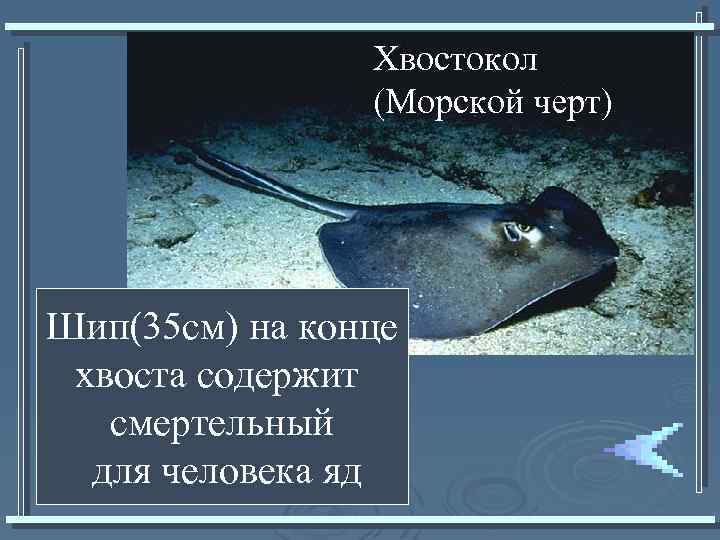 Хвостокол (Морской черт) Шип(35 см) на конце хвоста содержит смертельный для человека яд 