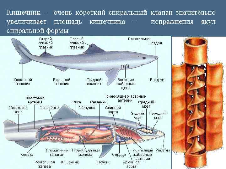 Кишечник – очень короткий спиральный клапан значительно увеличивает площадь кишечника – испражнения акул спиральной