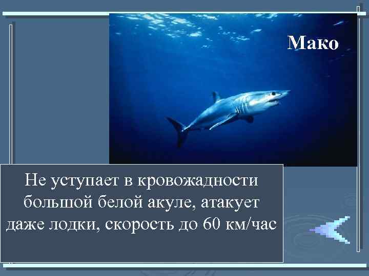 Мако Не уступает в кровожадности большой белой акуле, атакует даже лодки, скорость до 60