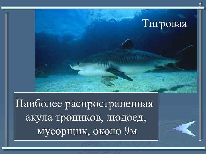 Тигровая Наиболее распространенная акула тропиков, людоед, мусорщик, около 9 м 