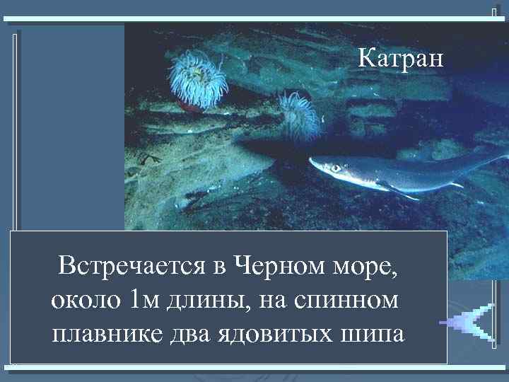 Катран Встречается в Черном море, около 1 м длины, на спинном плавнике два ядовитых