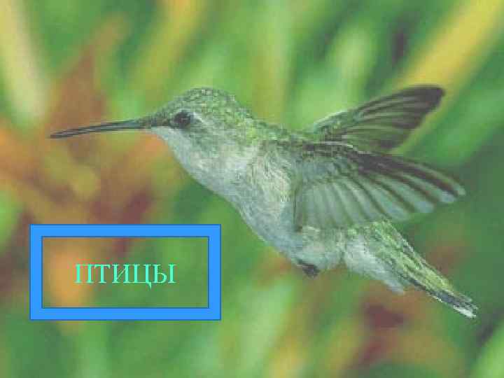 ПТИЦЫ 