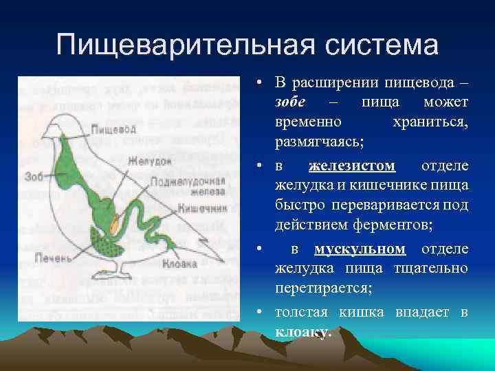 Пищеварительная система • В расширении пищевода – зобе – пища может временно храниться, размягчаясь;