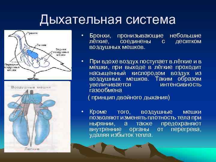 Дыхательная система • Бронхи, пронизывающие небольшие лёгкие, соединены с десятком воздушных мешков. • При