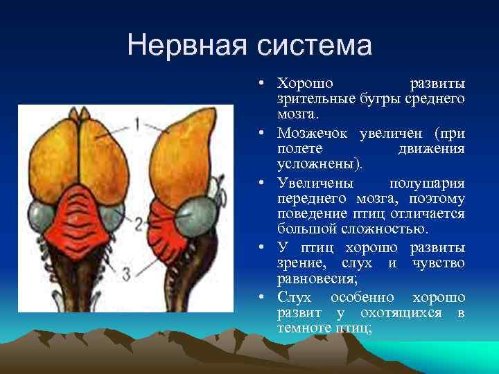 Нервная система • Хорошо развиты зрительные бугры среднего мозга. • Мозжечок увеличен (при полете