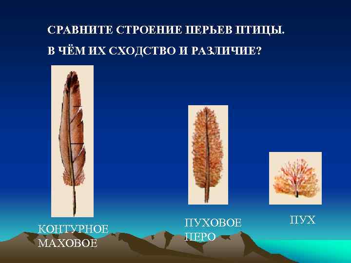СРАВНИТЕ СТРОЕНИЕ ПЕРЬЕВ ПТИЦЫ. В ЧЁМ ИХ СХОДСТВО И РАЗЛИЧИЕ? КОНТУРНОЕ МАХОВОЕ ПУХОВОЕ ПЕРО