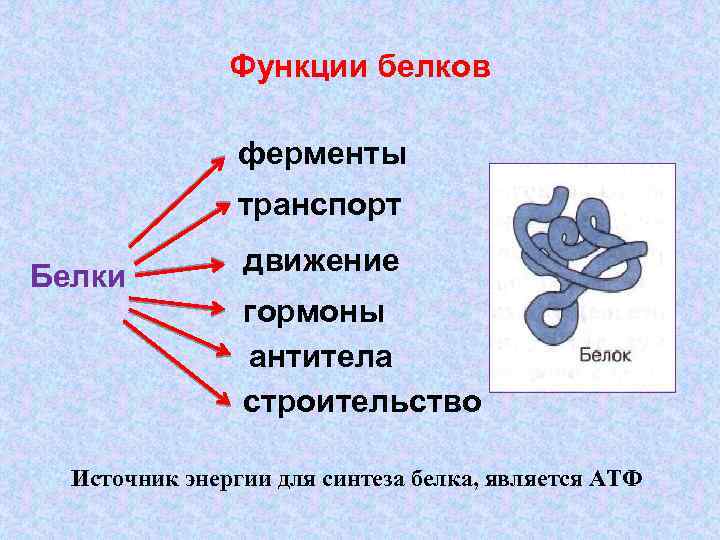 Функции белков ферменты транспорт Белки движение гормоны антитела строительство Источник энергии для синтеза белка,