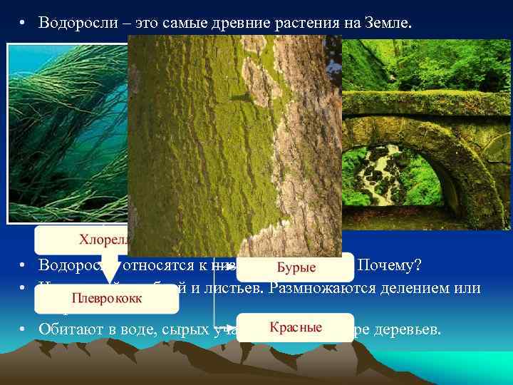  • Водоросли – это самые древние растения на Земле. • Водоросли относятся к