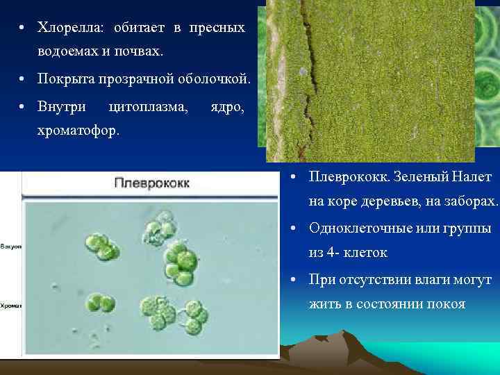  • Хлорелла: обитает в пресных водоемах и почвах. • Покрыта прозрачной оболочкой. •