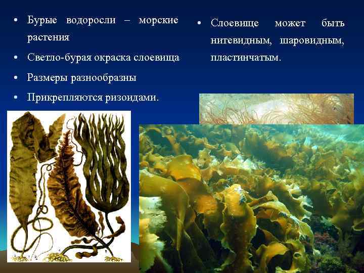  • Бурые водоросли – морские растения • Светло-бурая окраска слоевища • Размеры разнообразны
