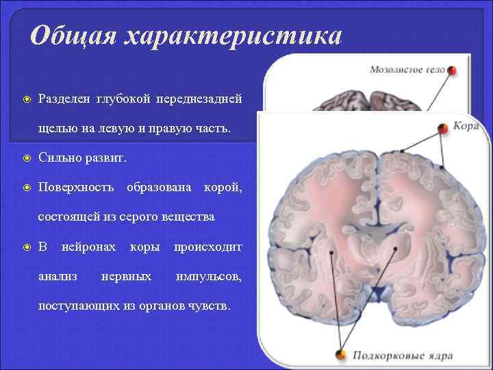 Общая характеристика Разделен глубокой переднезадней щелью на левую и правую часть. Сильно развит. Поверхность