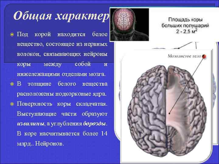 Общая характеристика Под корой находится белое вещество, состоящее из нервных волокон, связывающих нейроны коры