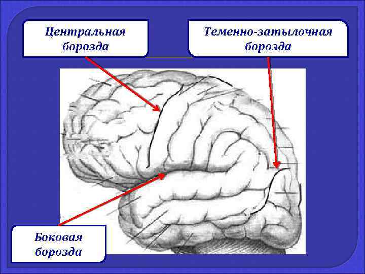 Центральная борозда Боковая борозда Теменно-затылочная борозда 