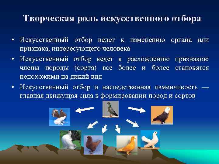 Творческая роль искусственного отбора • Искусственный отбор ведет к изменению органа или признака, интересующего