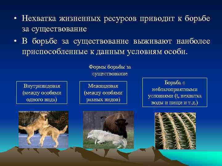  • Нехватка жизненных ресурсов приводит к борьбе за существование • В борьбе за
