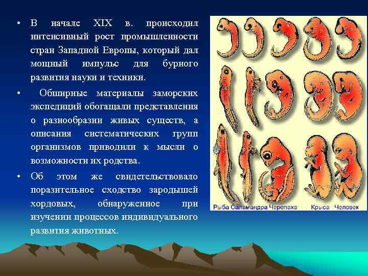  • В начале XIX в. происходил интенсивный рост промышленности стран Западной Европы, который