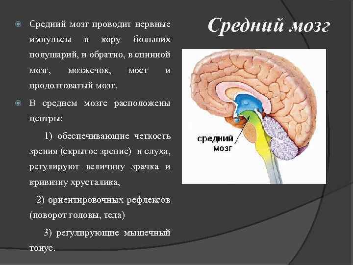 Нервные центры промежуточного мозга. Структура и строение среднего мозга.