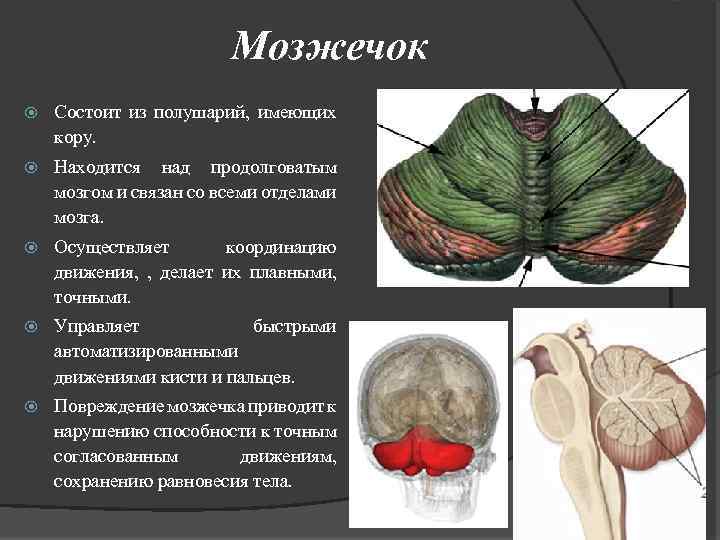 Мозжечок в разрезе фото