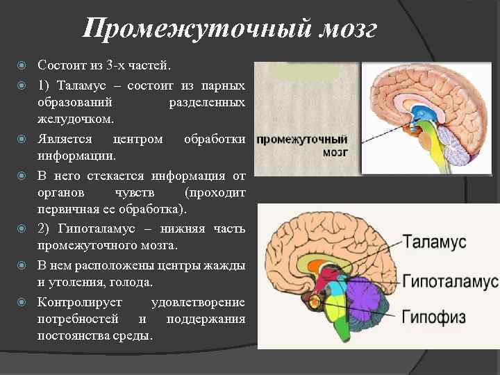 Мозг главный центр
