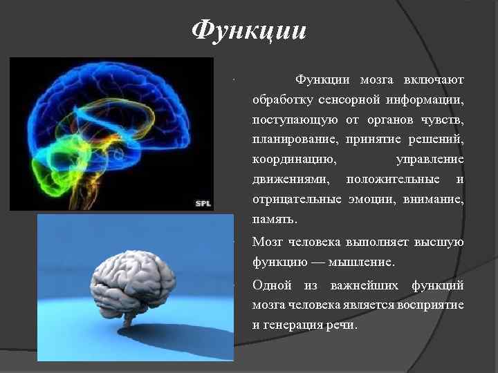 Функции мозга включают обработку сенсорной информации, поступающую от органов чувств, планирование, принятие решений, координацию,