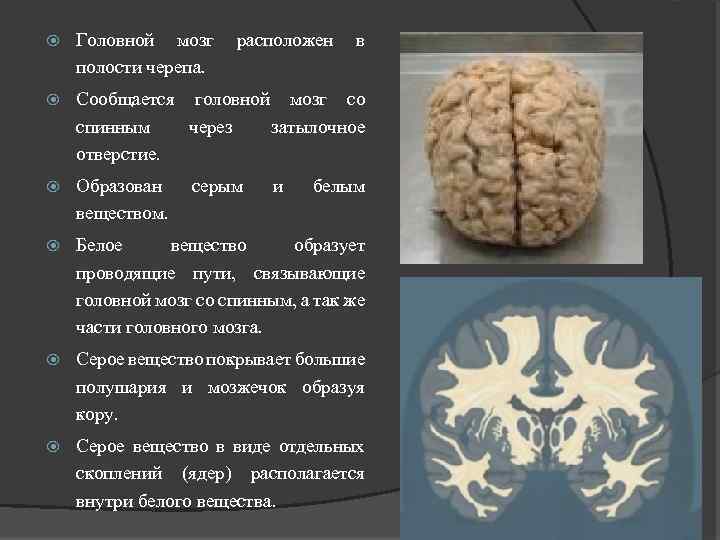 В полости черепа расположен. Головной мозг располагается в полости черепа. Расположение мозга в черепе. Спинной мозг сообщается с головным через 1.затылочное. Спинной мозг в полости черепа продолжается в.