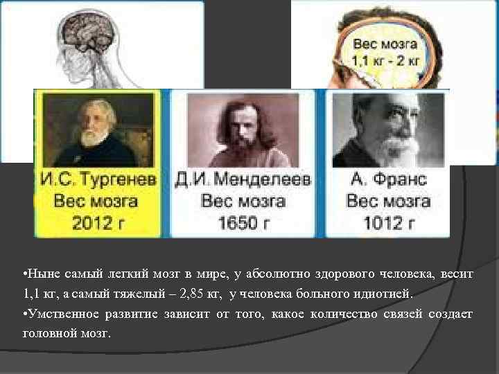 Мозги тургенева. Масса мозга Тургенева. Нормальный вес мозга. Масса мозга известных людей. Вес мозга великих людей.