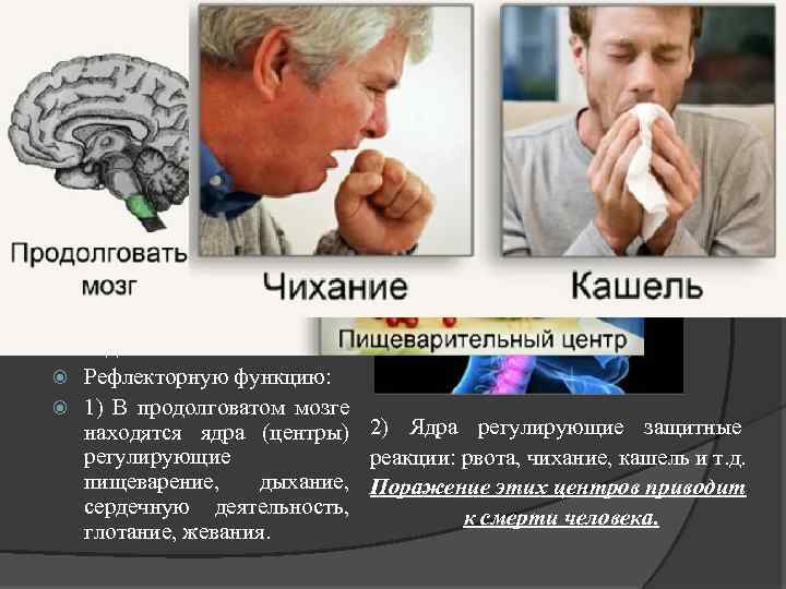 Продолговатый мозг Является продолжением спинного мозга. Выполняет проводящую функцию: 1) через продолговатый мозг проходят