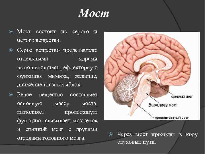 Задний отдел головного мозга состоит. Мост головного мозга строение и функции. Головной мозг варолиев мост. Головной мозг варолиев мост строение и функции. Варолиев мост серое вещество.
