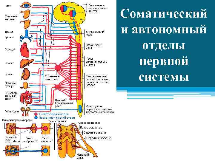 Соматический и автономный отделы нервной системы 