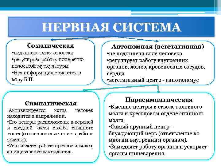 Автономный отдел нервной системы нейрогуморальная регуляция презентация 8 класс