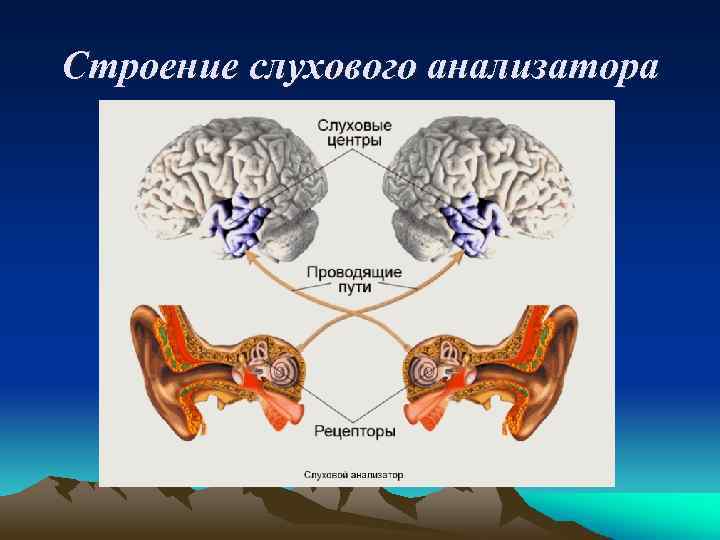 Строение слухового анализатора 