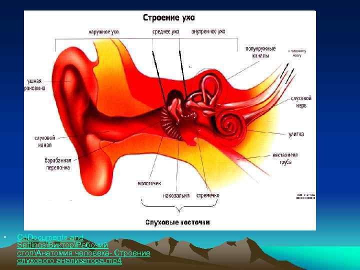  • C: Documents and SettingsВикторРабочий столАнатомия человека- Строение слухового анализатора. mp 4 