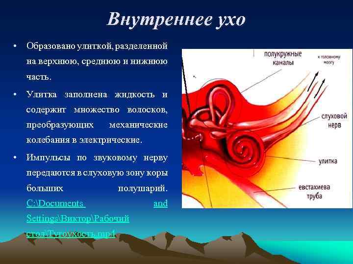 Внутреннее ухо • Образовано улиткой, разделенной на верхнюю, среднюю и нижнюю часть. • Улитка