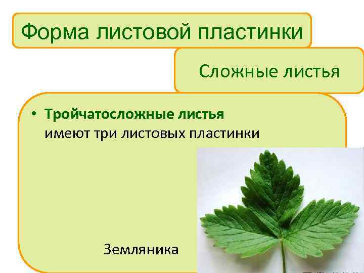 Форма листовой пластинки Сложные листья • Тройчатосложные листья имеют три листовых пластинки Земляника 