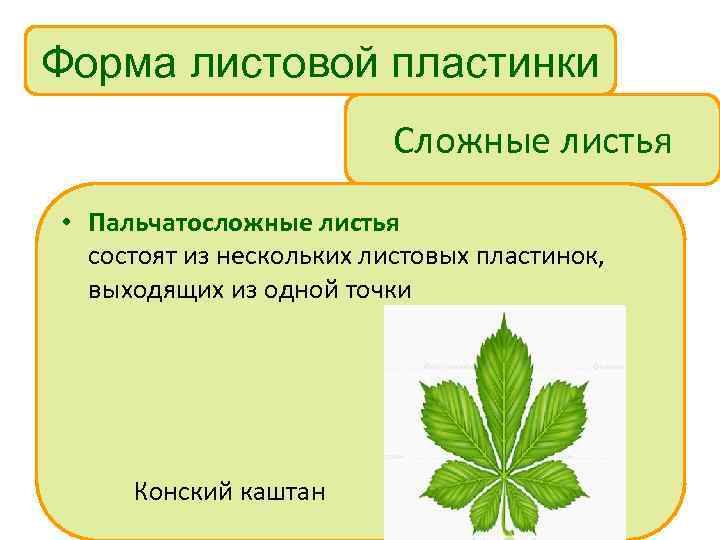 Форма листовой пластинки Сложные листья • Пальчатосложные листья состоят из нескольких листовых пластинок, выходящих