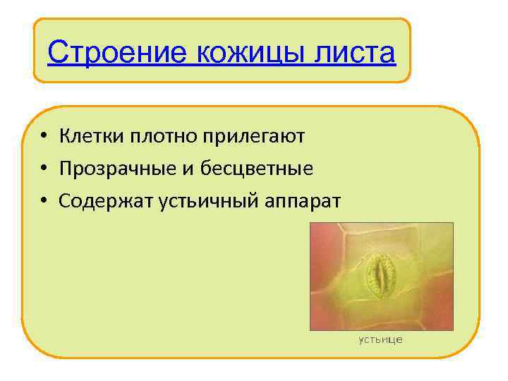 Строение кожицы листа • Клетки плотно прилегают • Прозрачные и бесцветные Внутреннее строение •