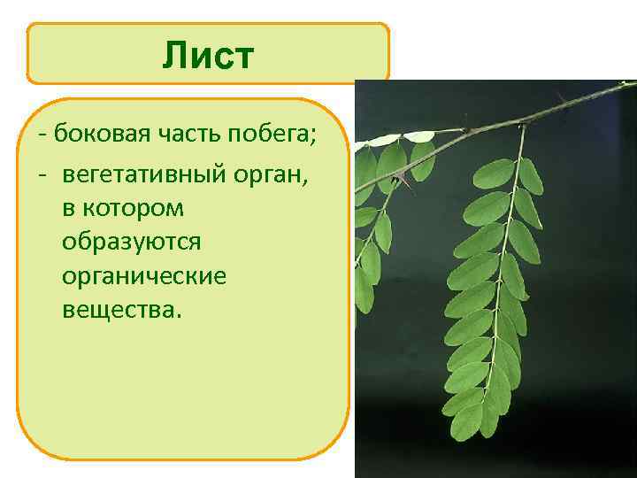 Лист - боковая часть побега; - вегетативный орган, в котором образуются органические вещества. 