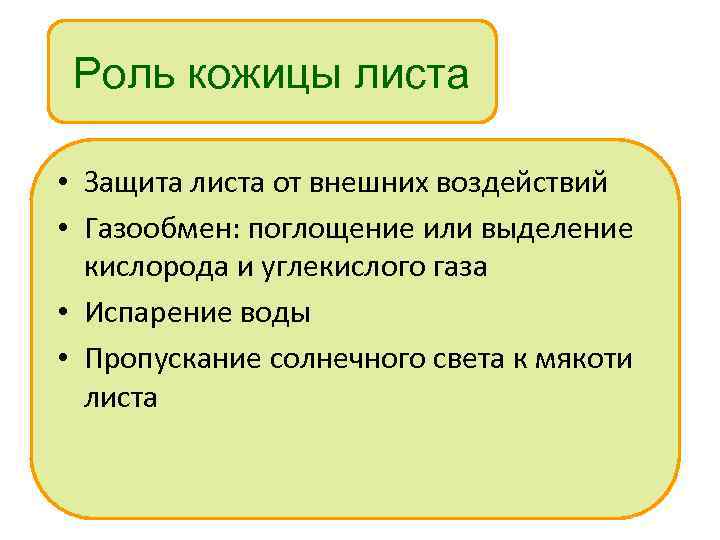 Роль кожицы листа • Защита листа от внешних воздействий • Газообмен: поглощение или выделение