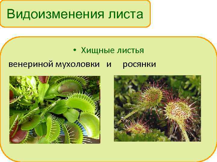 Видоизменения листа • Хищные листья венериной мухоловки и росянки 