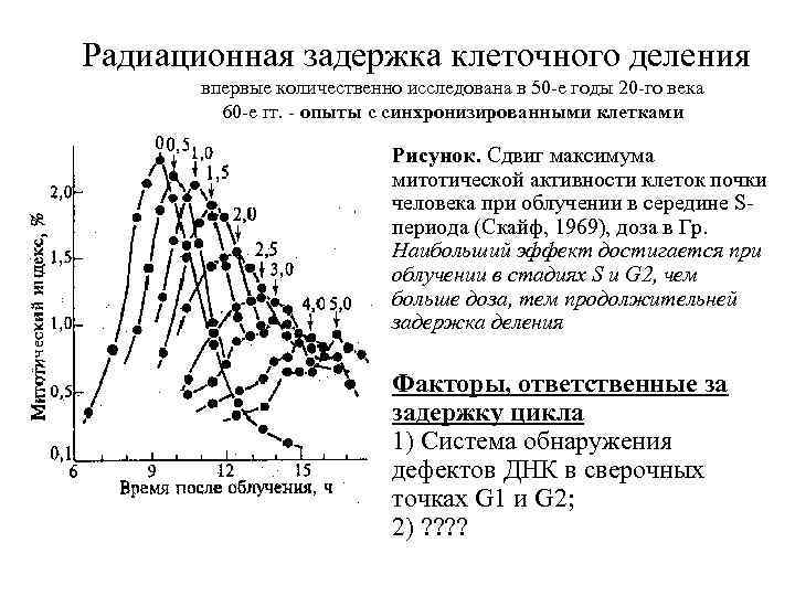 Радиационная задержка клеточного деления впервые количественно исследована в 50 -е годы 20 -го века