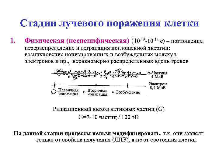 Стадии лучевого поражения клетки 1. Физическая (неспецифическая) (10 -16 -10 -14 с) – поглощение,