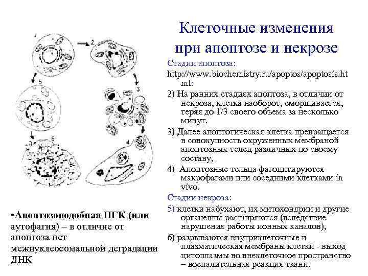 Клеточные изменения при апоптозе и некрозе Стадии апоптоза: http: //www. biochemistry. ru/apoptosis. ht ml: