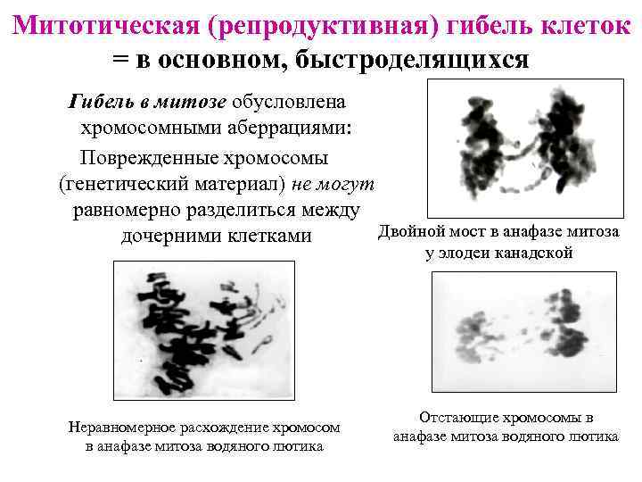 Митотическая (репродуктивная) гибель клеток = в основном, быстроделящихся Гибель в митозе обусловлена хромосомными аберрациями: