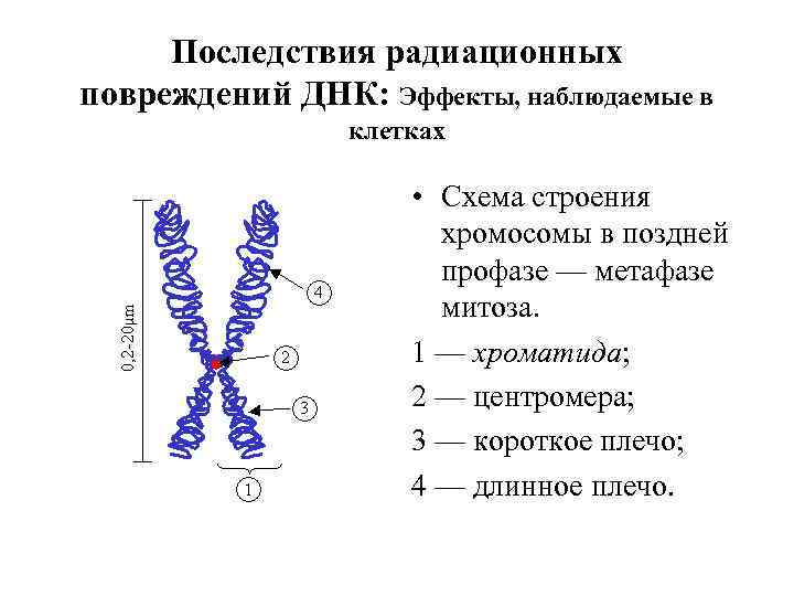 Последствия радиационных повреждений ДНК: Эффекты, наблюдаемые в клетках • Схема строения хромосомы в поздней