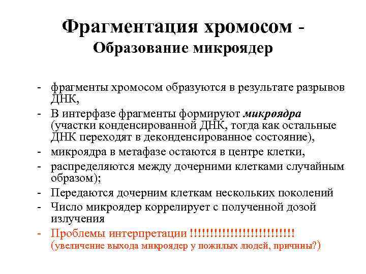 Фрагментация хромосом - Образование микроядер - фрагменты хромосом образуются в результате разрывов ДНК, -
